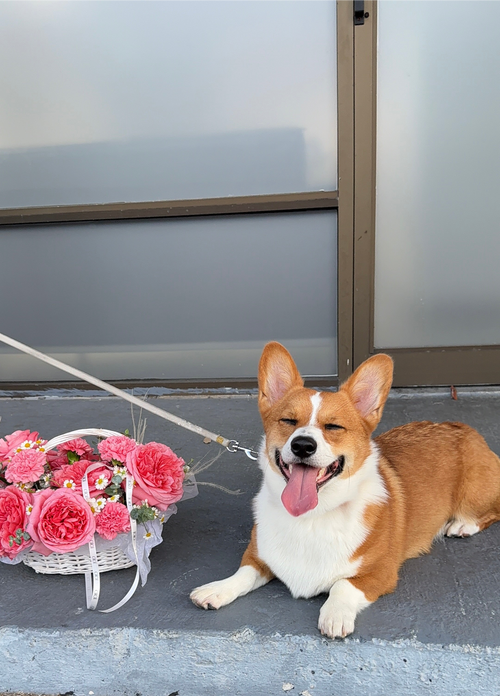 Corgi dog lying on a pavement next to a basket of pink flowers.