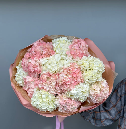 Pink and White Hydrangeas