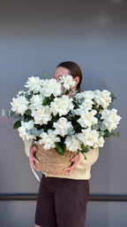 Basket of White French Roses