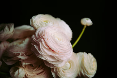 white-roses-against-a-black-backdrop