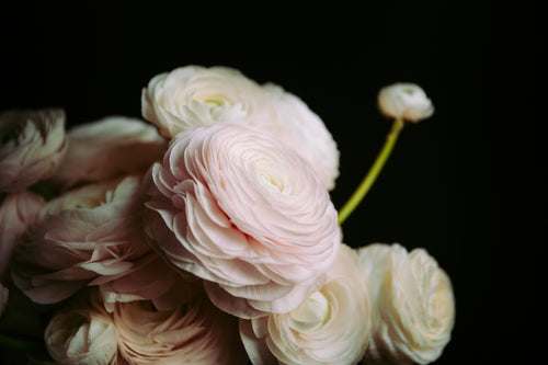 white-roses-against-a-black-backdrop